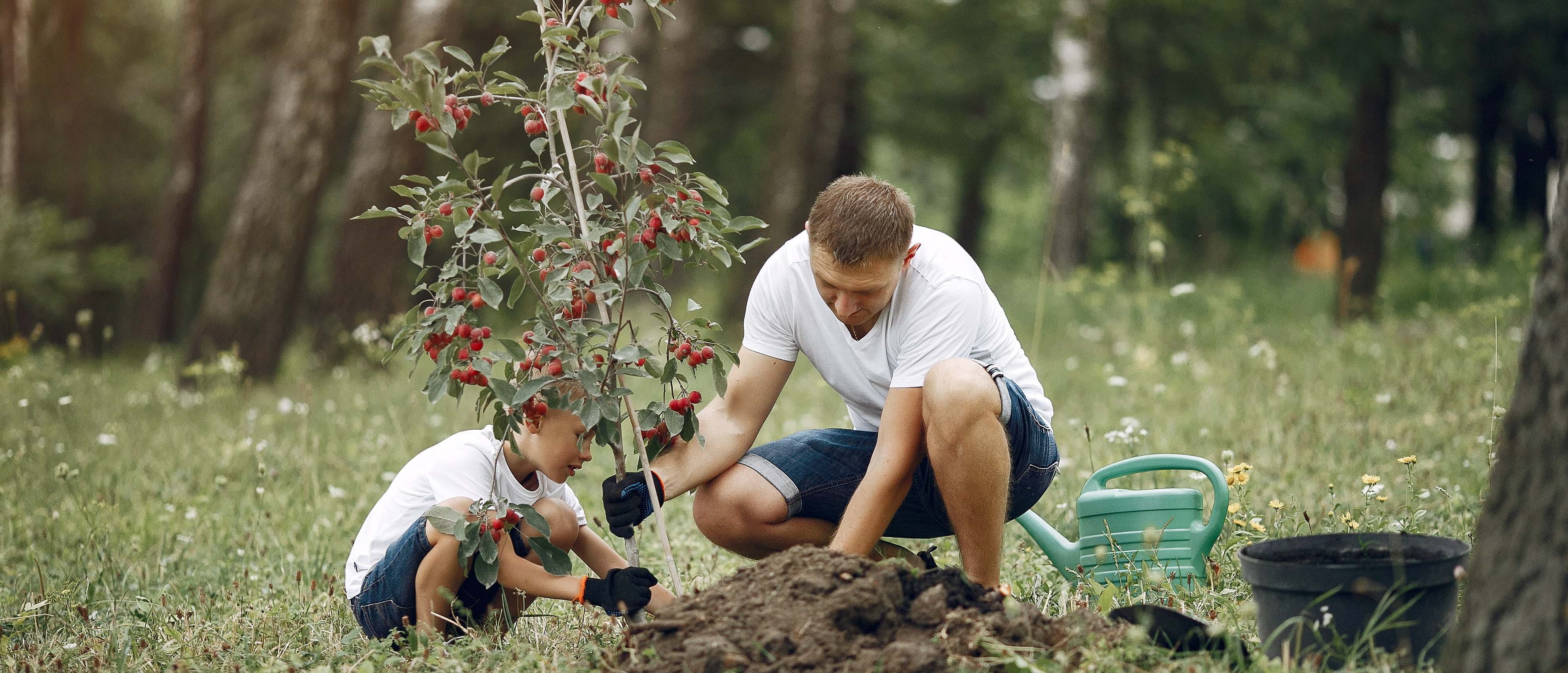 Un home i un nen planten un arbre